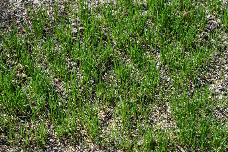 New Lawn Seeding in Ventura County, CA