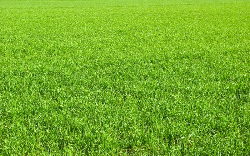 New Lawn Seeding in Ventura County, CA