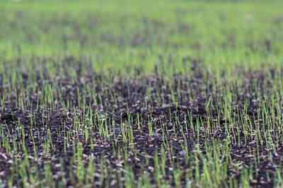 New Lawn Seeding in Ventura County, CA