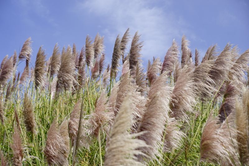 Pampas Grass Control in Honolulu, HI