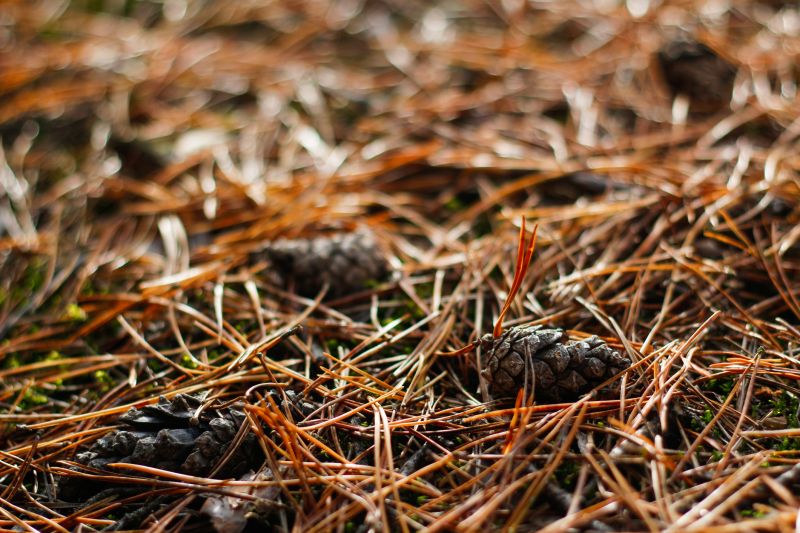 Pine Needles Removal in Honolulu, HI