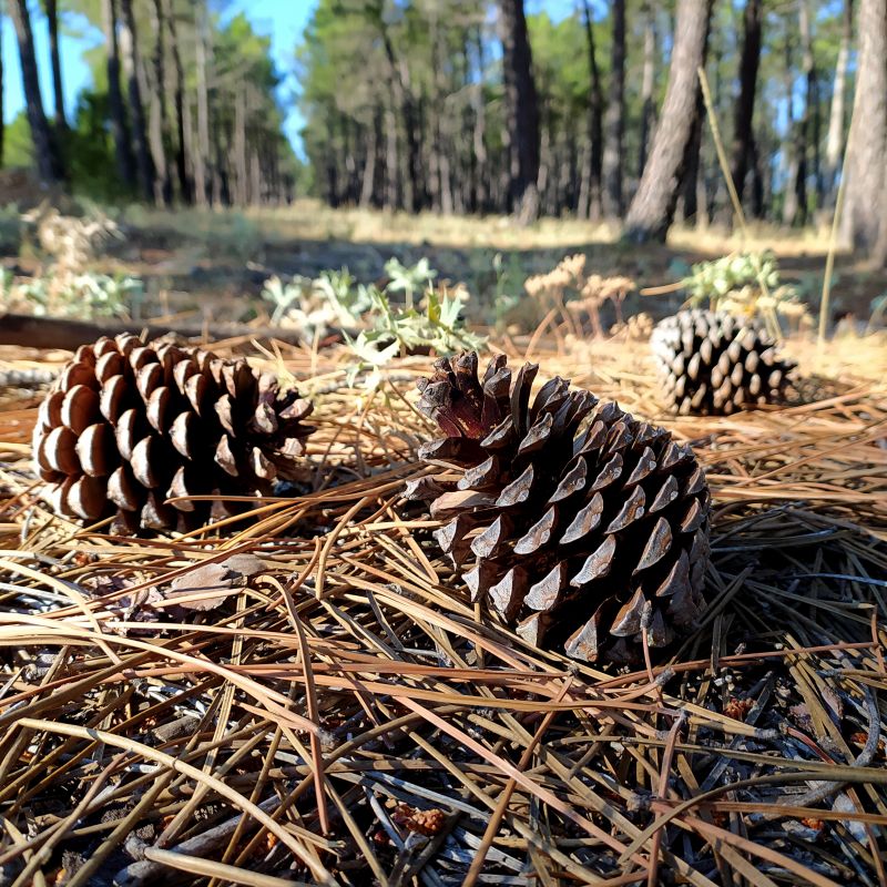 Pine Needles Removal in Honolulu, HI