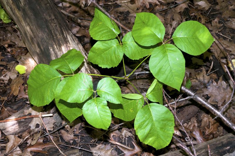 Poison Ivy Removal in Wilmington, DE