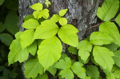 Poison Oak Removal in Philadelphia, PA