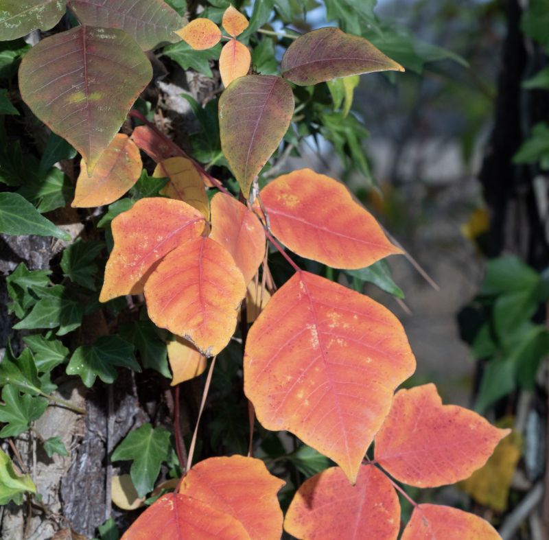 Poison Oak Removal in Philadelphia, PA