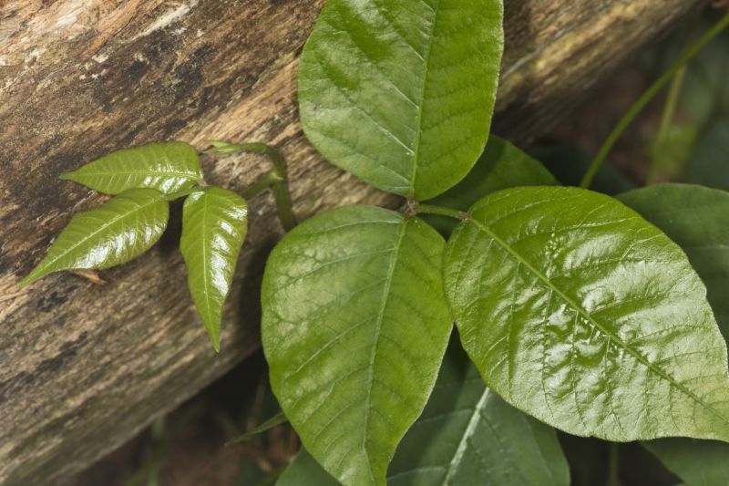 Poison Oak Removal in Honolulu, HI