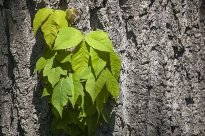 Poison Oak Removal in Honolulu, HI