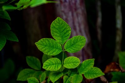 Poison Oak Removal in Burlington County, NJ