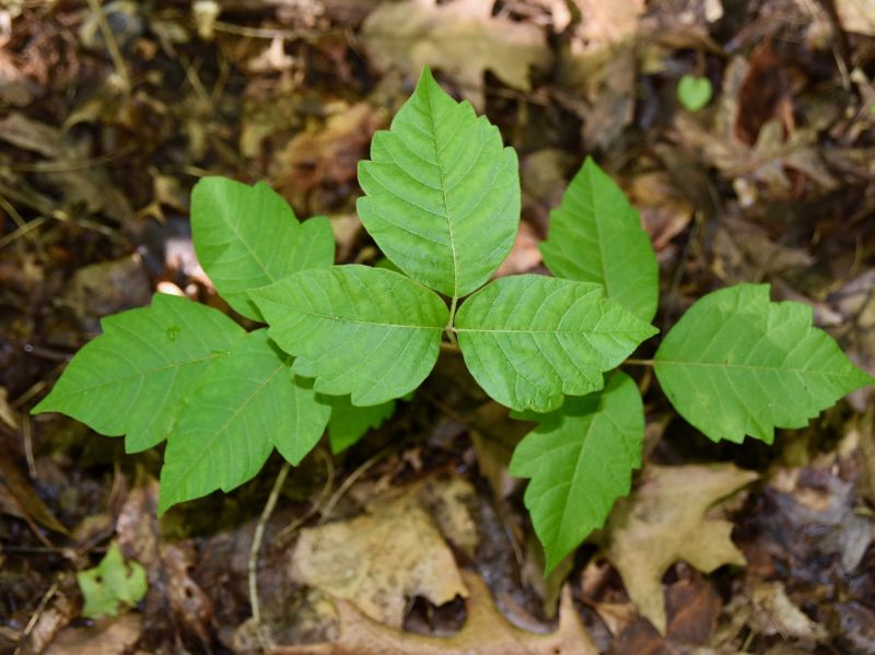 Poison Oak Removal in Ventura County, CA