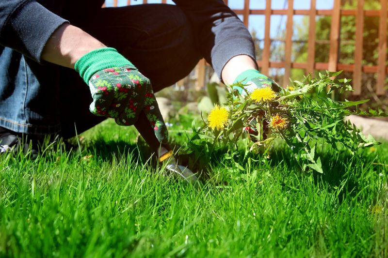Products For Lawn Removal Service in use