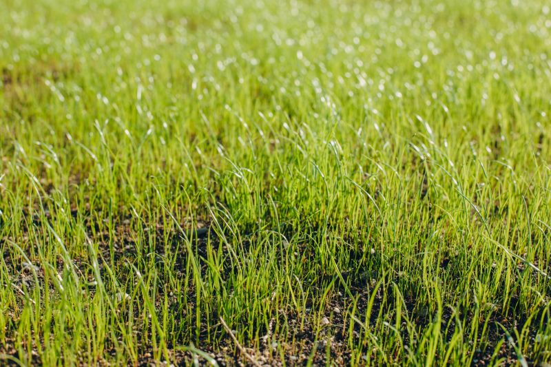 Reseeding Service in Ventura County, CA