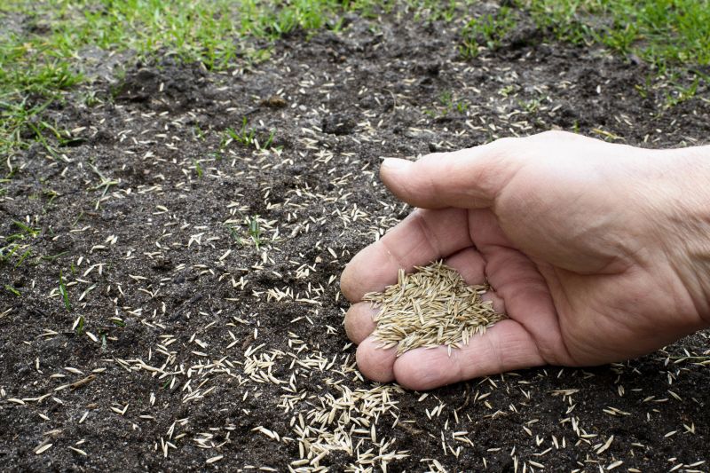 Spring Grass Seeding in Honolulu, HI