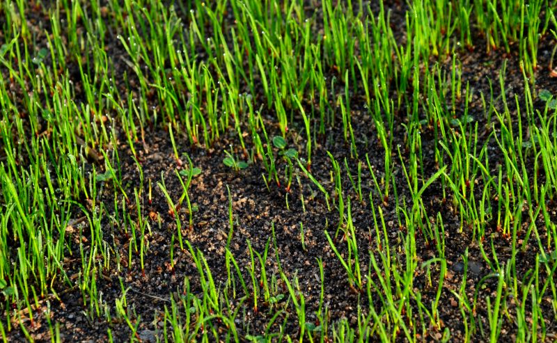 Spring Grass Seeding in Honolulu, HI