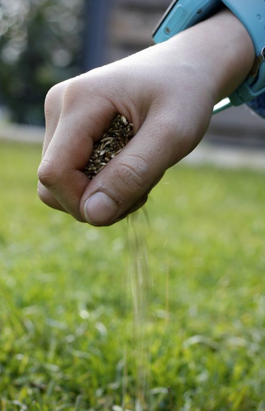 Spring Lawn Overseeding in Honolulu, HI