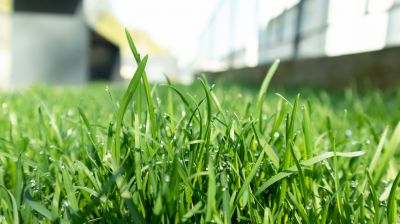 Spring Lawn Treatment in Ventura County, CA