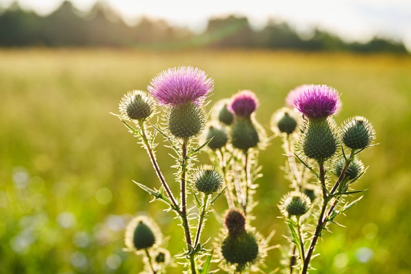 Thistle Control in Honolulu, HI