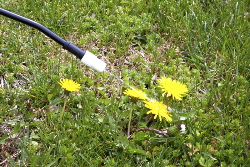 Thistle Control in Aiken, SC
