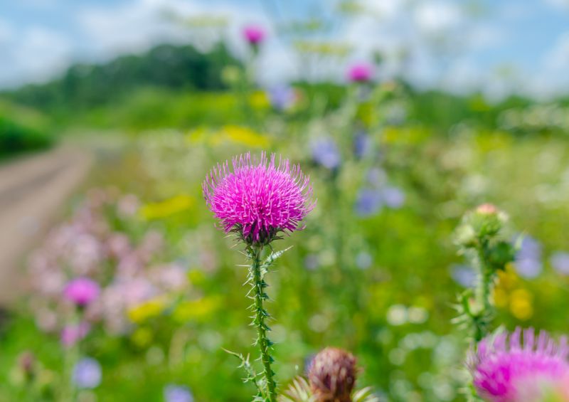 Thistle Treatment in Rockwall, TX