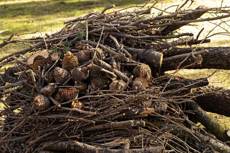 Tree Branches Removal in Honolulu, HI