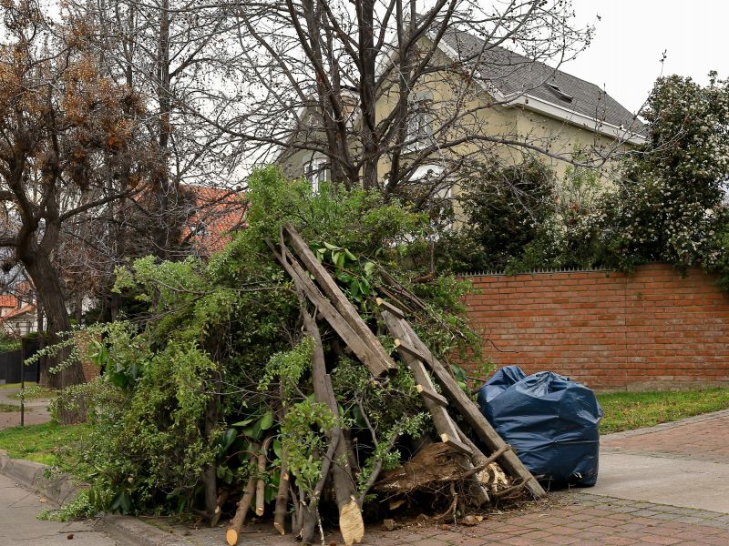 Tree Debris Removal in Honolulu, HI