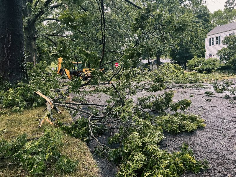 Tree Debris Removal in Honolulu, HI