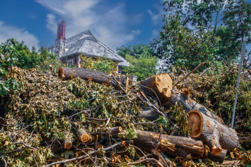 Tree Debris Removal in Honolulu, HI