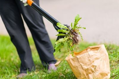 Weeding Service in Honolulu, HI